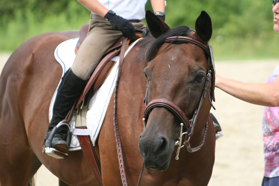 Meet our Horses Horse Amour